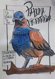 Artwork: Paloma migratoria