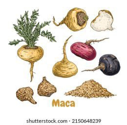 Artwork: Medicinal plant of the Incas