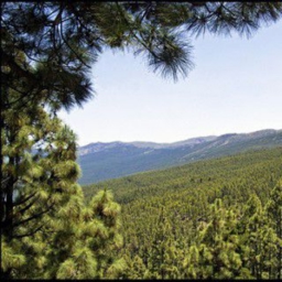 Artwork: Parque Nacional de la Corona Forestal