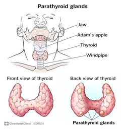 Artwork: THYROID AND PARATHYROID