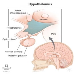 Artwork: HYPOTHALAMUS and PITUITARY GLAND