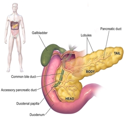 Artwork: PANCREAS