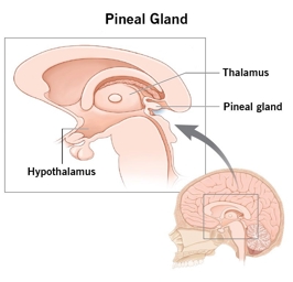 Artwork: PINEAL GLAND