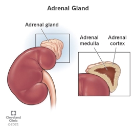 Artwork: ADRENAL GLAND