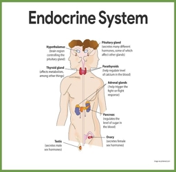 Artwork: THE ENDOCRINE SYSTEM