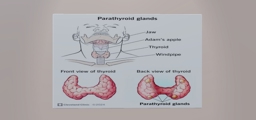 Virtual art exhibition: ANAPHY LECTURE - ENDOCRINE SYSTEM   by 