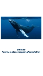 Artwork: ballena