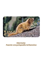 Artwork: marmota