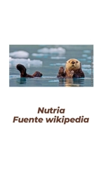 Artwork: nutria