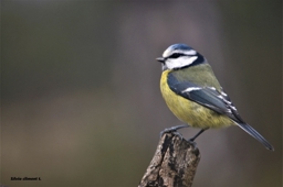 Artwork: carbonera con niebla